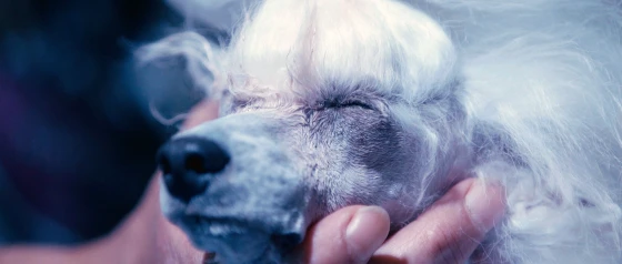 El Cielo De Los Animales