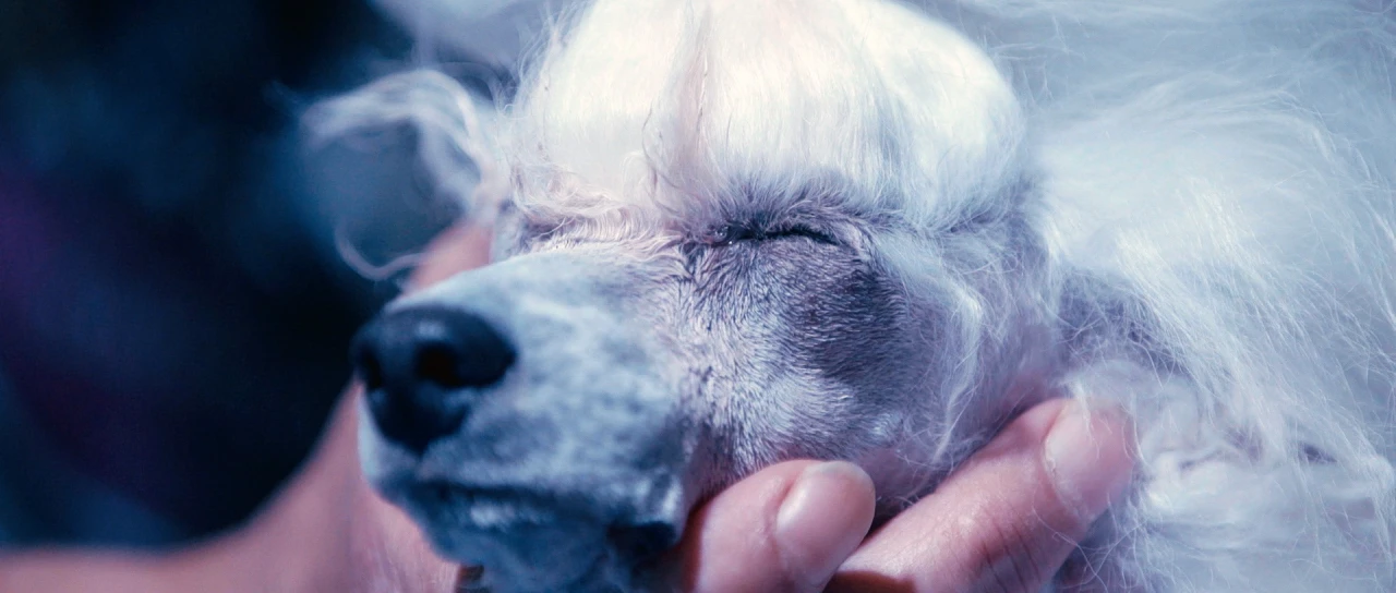 Fotograma del cortometraje El Cielo De Los Animales