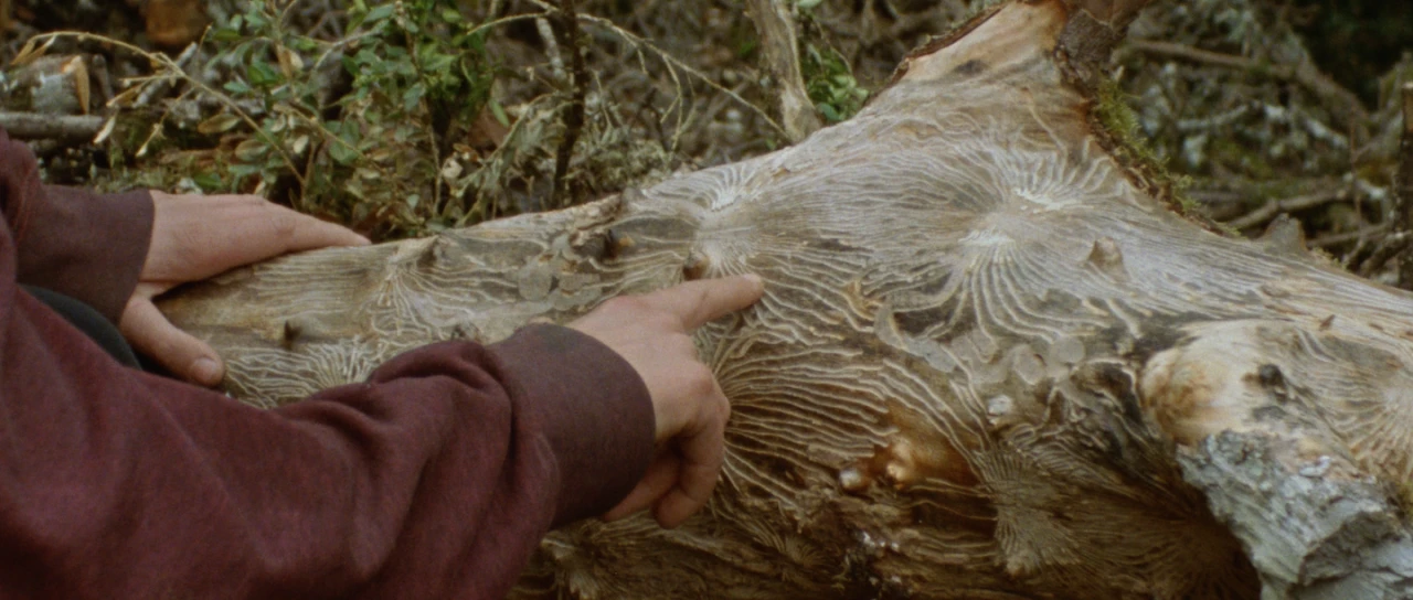 Fotograma del cortometraje Cambium