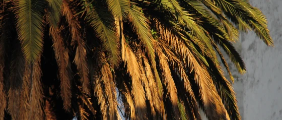 La Palmera