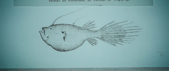 Augas Abisais