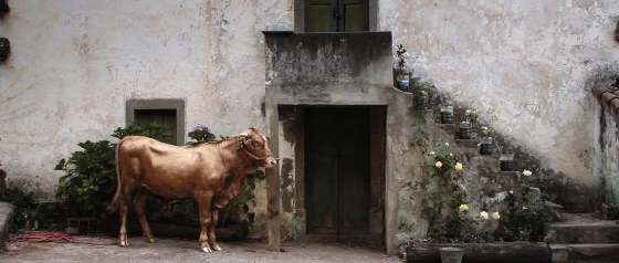 Frame from the short film El Becerro Pintado